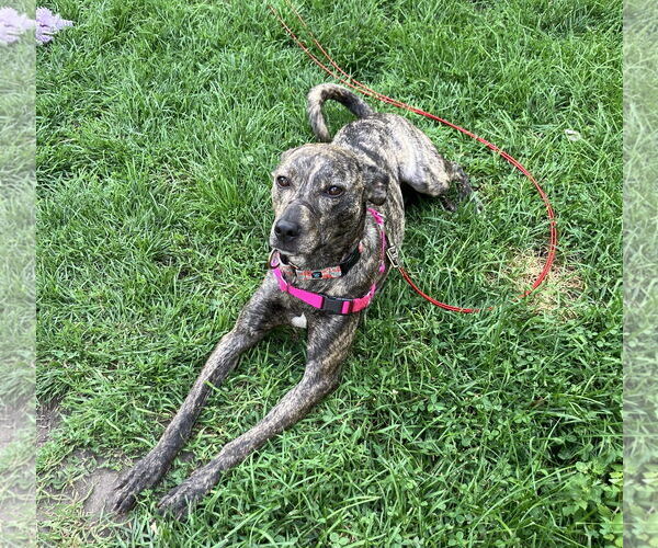 Medium Photo #18 Mountain Cur-Whippet Mix Puppy For Sale in Brooklyn Center, MN, USA