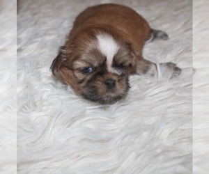 Shih Tzu Puppy for sale in THAYER, KS, USA