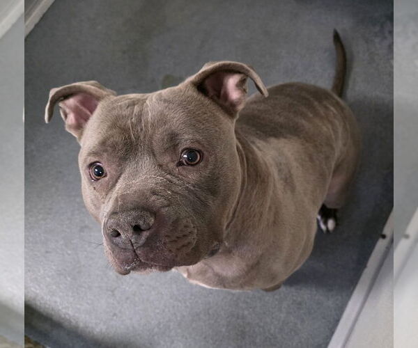 Medium Photo #1 Mutt Puppy For Sale in Glen Allen, VA, USA