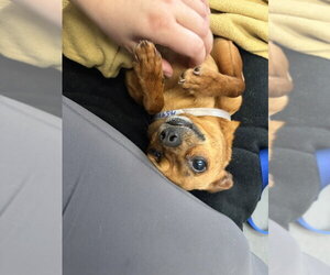 Jimothy - Male Chihuahua-Unknown Mix Dog for Adoption - Photo #8