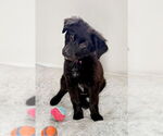 Small #2 Mutt