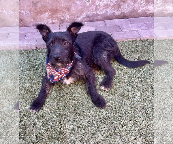 Medium Photo #3 Mutt Puppy For Sale in Escondido, CA, USA