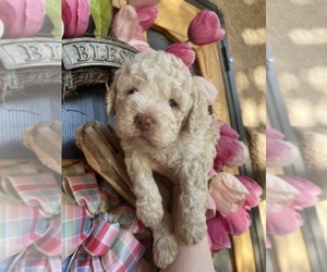 Lagotto Romagnolo Puppy for sale in YUBA CITY, CA, USA