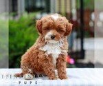 Small Cavapoo (Miniature)
