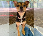 Small Miniature Pinscher