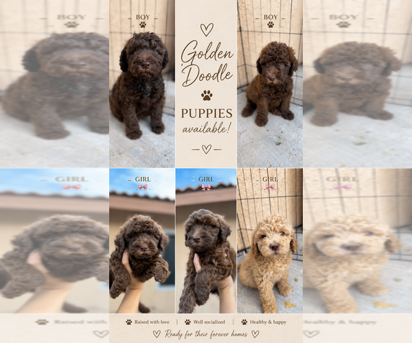 Medium Photo #1 Goldendoodle Puppy For Sale in HESPERIA, CA, USA