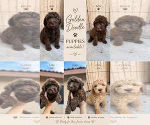 Goldendoodle Puppy for sale in HESPERIA, CA, USA