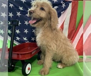 English Cream Golden Retriever-Poodle (Standard) Mix Puppy for sale in DEARBORN, MO, USA