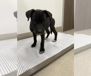 Labrador Retriever-Unknown Mix Dogs for adoption in Baytown, TX, USA