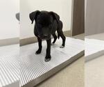 Small Labrador Retriever Mix