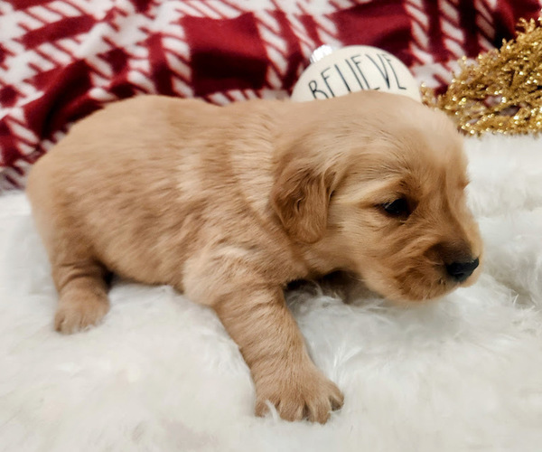 Medium Photo #4 Golden Retriever Puppy For Sale in ELMER, NJ, USA