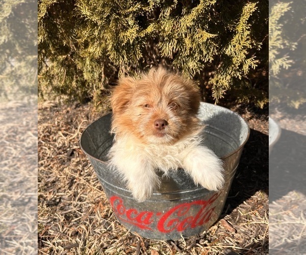 Medium Photo #3 Shiranian Puppy For Sale in MIDDLEBURY, IN, USA