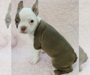 Boston Terrier Puppy for sale in BEND, OR, USA