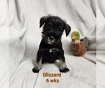 Small Photo #4 Schnauzer (Miniature) Puppy For Sale in KOKOMO, IN, USA
