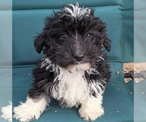 Yorkipoo Puppy for sale in BOSCOBEL, WI, USA