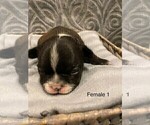 Small Photo #2 French Bulldog Puppy For Sale in FORT WORTH, TX, USA