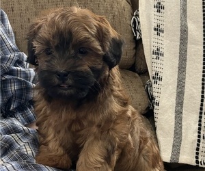 Medium Shih-Poo