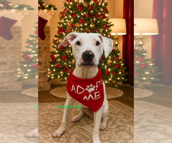 Medium Photo #7 Argentinian Mastiff-Unknown Mix Puppy For Sale in Mooresville, NC, USA