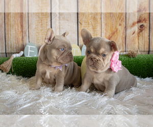 French Bulldog Puppy for sale in CAPE CORAL, FL, USA