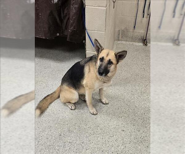 Medium Photo #1 German Shepherd Dog-Unknown Mix Puppy For Sale in Conroe, TX, USA