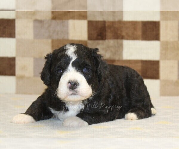 Medium Photo #2 Bernedoodle (Miniature) Puppy For Sale in DENVER, PA, USA
