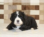 Small #1 Bernedoodle (Miniature)