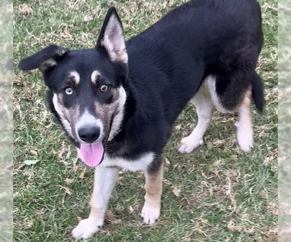 Medium Photo #1 German Shepherd Dog-Unknown Mix Puppy For Sale in Riverside, CA, USA