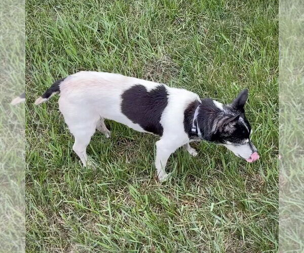 Medium Photo #11 Rat Terrier Puppy For Sale in Atlanta, GA, USA