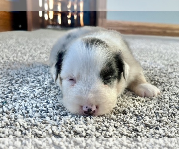 Medium Photo #8 Australian Shepherd Puppy For Sale in LODA, IL, USA