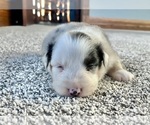 Small #7 Australian Shepherd