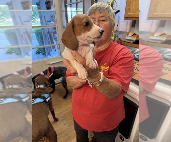 Medium Photo #22 Dachshund Puppy For Sale in ASHLAND, NE, USA
