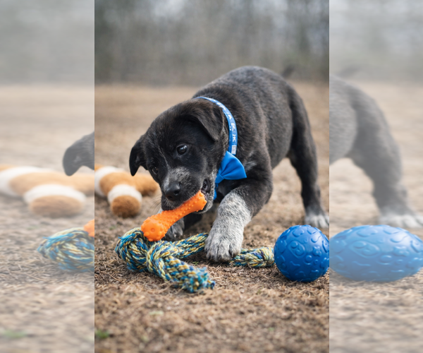 Medium Photo #3 Borador Puppy For Sale in Mt. Laurel, NJ, USA