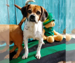 Small Photo #5 Beagle Puppy For Sale in Apple Valley, CA, USA