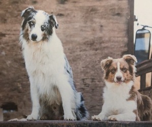 Father of the Australian Shepherd puppies born on 12/30/2022