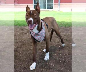 Labrador Retriever-Unknown Mix Dogs for adoption in San Antonio, TX, USA