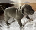 Small Photo #7 American Bully Puppy For Sale in SOMERSET, KY, USA