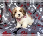 Small #4 ShihPoo