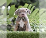Puppy Sago Jack Russell Terrier