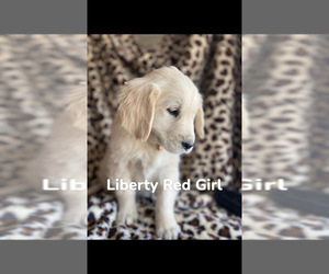 English Cream Golden Retriever Puppy for sale in PRITCHETT, CO, USA
