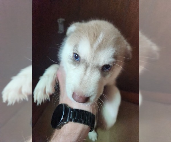 Medium Photo #15 Australian Shepherd-Siberian Husky Mix Puppy For Sale in ATTICA, NY, USA