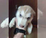 Small #14 Australian Shepherd-Siberian Husky Mix