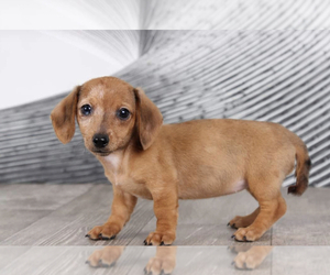Dachshund Puppy for sale in WESTPOINT, IN, USA