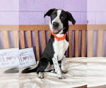 Small #1 Border Collie Mix