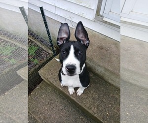 American Pit Bull Terrier-Unknown Mix Dogs for adoption in Germantown, OH, USA