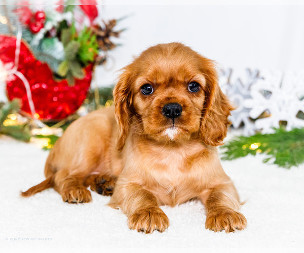 Medium Photo #61 Cavalier King Charles Spaniel Puppy For Sale in WAKARUSA, IN, USA
