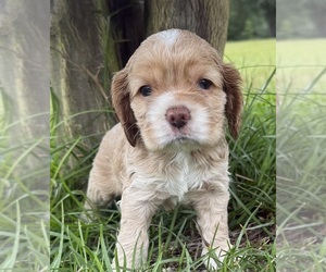 Medium Cocker Spaniel