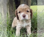 Puppy Puppy 4 Cocker Spaniel