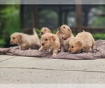 Image preview for Ad Listing. Nickname: Litter of 5