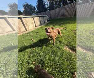 American Pit Bull Terrier-Unknown Mix Dogs for adoption in Belleville, MI, USA