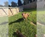 Dottie - Female American Pit Bull Terrier-Unknown Mix Dog for Adoption - Small photo